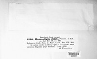Homostegia striola image